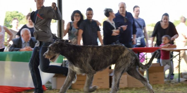 International Dog Show Florence 2015  Will Scarlet dei Mangialupi  BOB