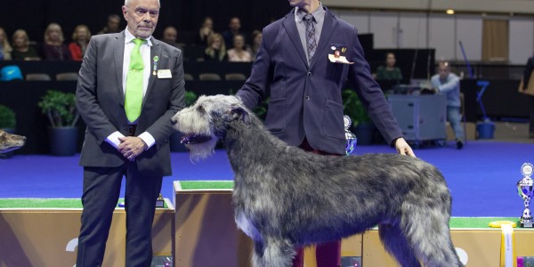 International Dog Show  Genève (CH) Tommy dei Mangialupi  Best in Group