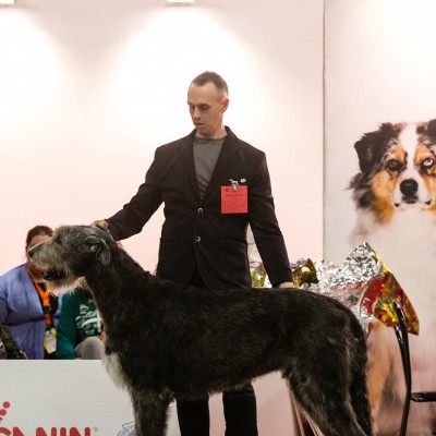 International Dog Show in Reggio Emilia – Sighthound Specialty-   Crufts qualification – Tommy got BOB