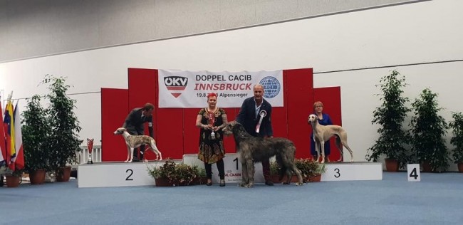 International Dog Show Innsbruck  (Austria) Charles dei Mangialupi (Tommy dei Mangialupi X Glor Na Gael Victoria) got  CACA CACIB  BOB  BOG and BEST IN SHOW 3rd
