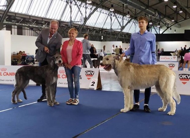 International Dog Show Innsbruck  (Austria) Urania dei Mangialupi  got both days  BOB  CAC CACIB