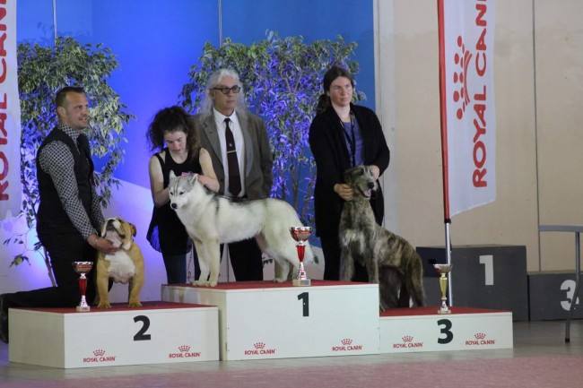 International Dog Show  Marmande France  Nelliel du Second Souffle