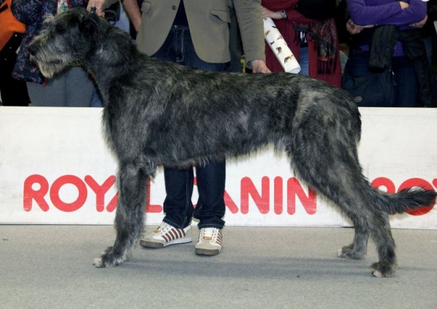 International Dog Show Modena   2015 – Will Scarlet dei Mangialupi BOB