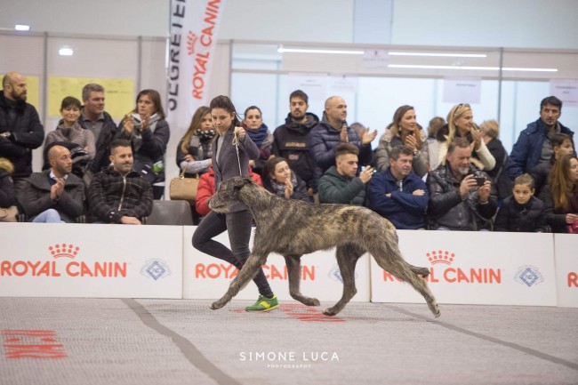 International Dog Show Padova - Sighthound Specialty Jan, 13  2019