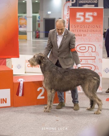International Dog Show Padova - Sighthound Specialty Jan, 13  2019