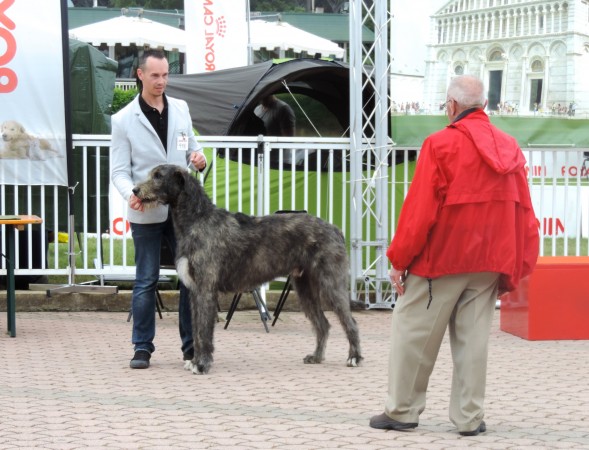 International DOg Show Pisa 2014  Tommy got BOB under expert judge Mr. FRANCK SABELLA (USA)