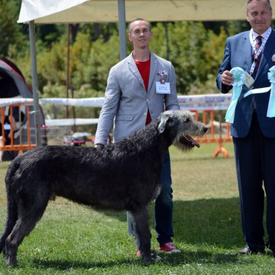 International Dog Show Pisa – Sighthound  Specialty - Tommy dei Mangialupi got BOB