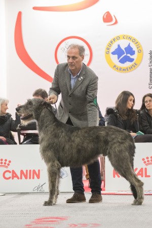 International Dog Show Reggio Emilia Sighthound Specialty - Charles dei Mangialupi got BOB and BOG3