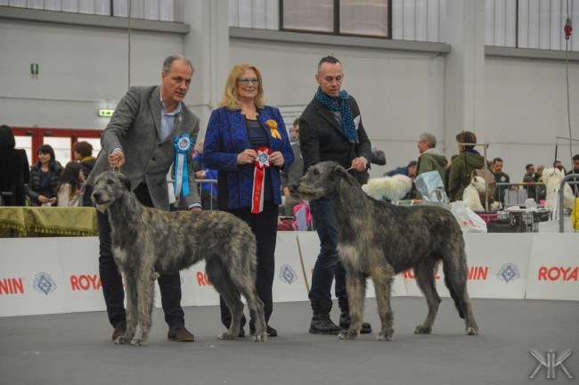 International Dog Show Reggio Emilia Sighthound Specialty - Charles dei Mangialupi got BOB and BOG3