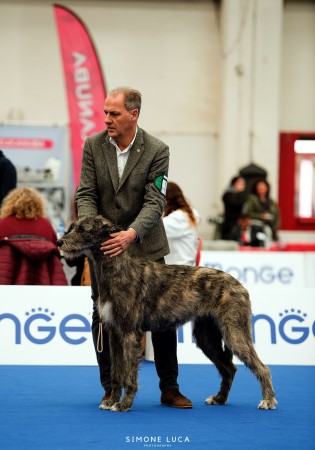 International Dog Show Reggio Emilia  - Sighthound Specialty  Urania dei Mangialupi got CAC and BOS
