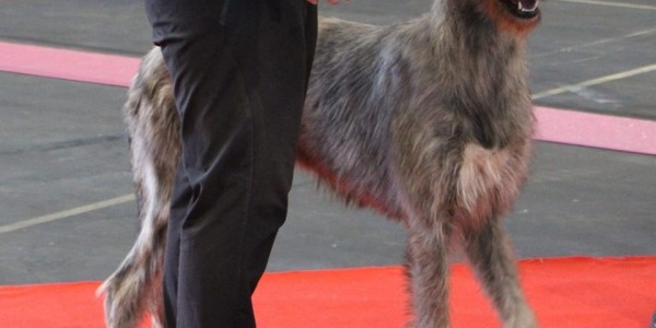 International Dog Show  Tarbes –France Nelliel du Second Souffle 1st Exc Best Junior