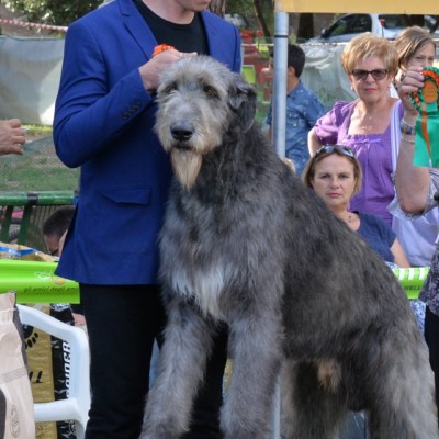 International Dog Show Terni and Orvieto 2015 – Tommy dei Mangialupi got BOB and BOG 2