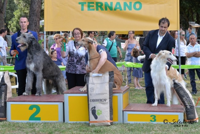 International Dog Show Terni and Orvieto 2015 – Tommy dei Mangialupi got BOB and BOG 2