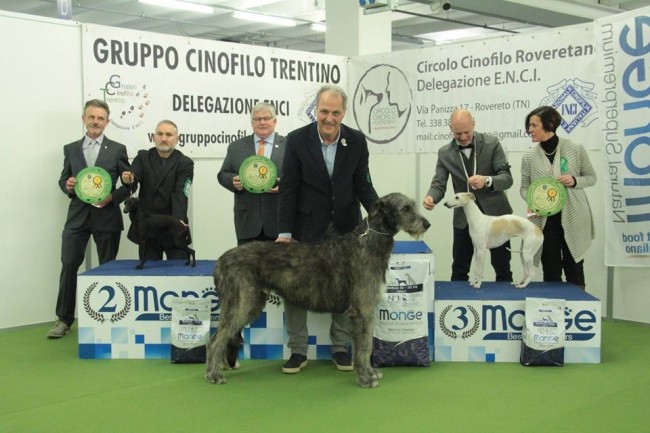 International Dog Show Trento - Charles dei Mangialupi got reserve Best in Show