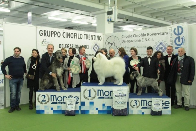 International Dog Show Trento - Charles dei Mangialupi got reserve Best in Show