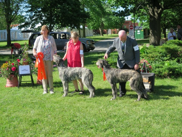 Irish Wolfhound Club of Canada - Québec Regional Specialty Castlekeep’s Scarlet Magnolia  & Steel Will