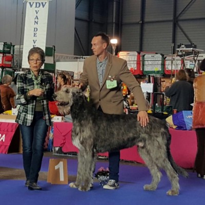 Irish Wolfhound – IDS Genève (CH) Tommy dei Mangialupi CAC CACIB BOB