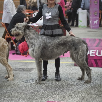 Irish Wolfhound – IDS Nantes (FR) Sighthound Specialty RALIE 2016  Des Coeurs de Lune super results!