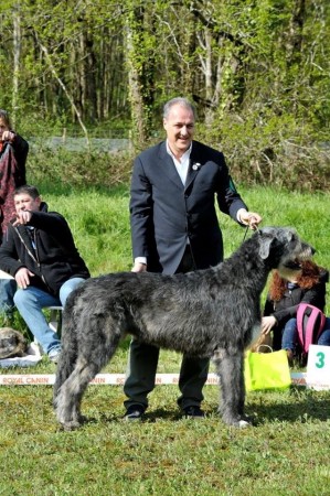 Irish Wolfhound – RALIE – Nationale d’Elevage 2016 Appoigny France