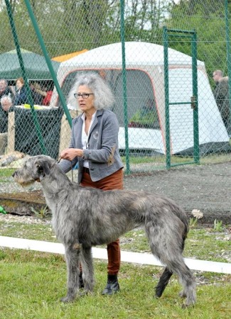 Irish Wolfhound – RALIE – Nationale d’Elevage 2016 Appoigny France