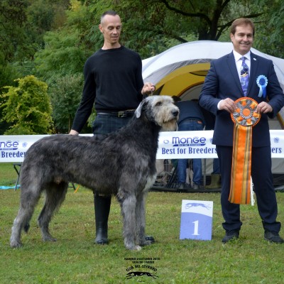Irish Wolfhound – Sighthounds Fall Club Show Gualdo Tadino (PG) Tommy dei Mangialupi 2 days BEST IN SHOW