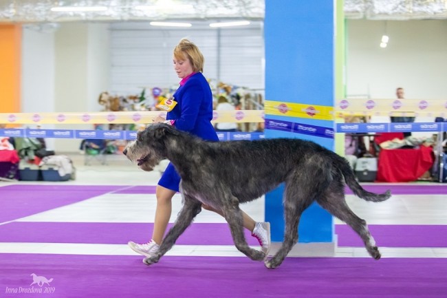 Irish Wolfhound   Specialty Russia DWARTS'VALLEY Perkons  got Exc 1st , CW, BOB, Club Winner