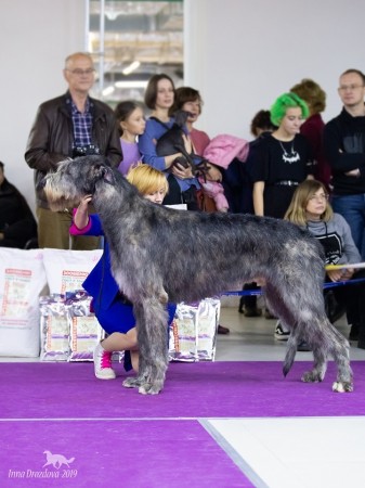 Irish Wolfhound   Specialty Russia DWARTS'VALLEY Perkons  got Exc 1st , CW, BOB, Club Winner