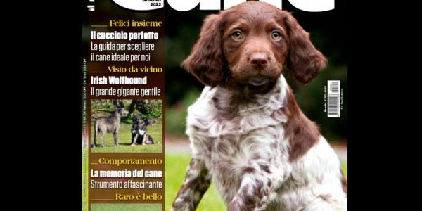 Italian magazine "Il Mio cane n. 302"  Report of 12 pages on the Irish Wolfhound - Don't miss it! Coming soon to newsstands!