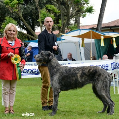 Italian Specialty Padenghe sul Garda Bianca di DonnaFrancesca, 13 months old, on her second Italian Dog Show got   JUNIOR BOB