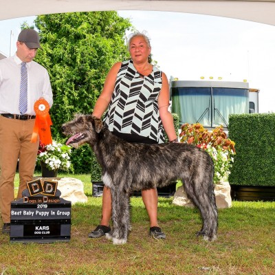 Kars Dog Show 20 and 21 July Three Little Birds' Grooving ToThe Music- Baby Gypsy was Best Baby Puppy in Group both days.