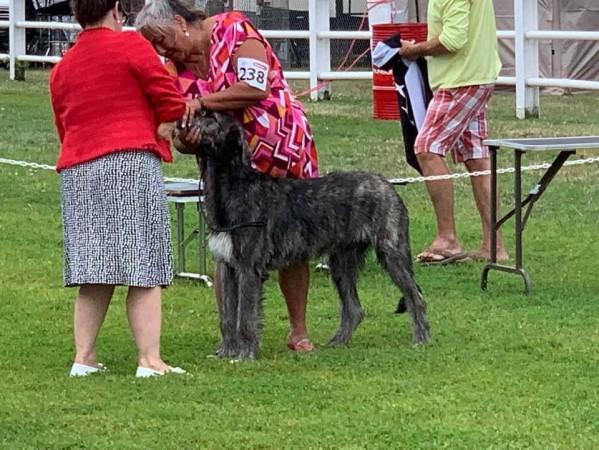 Kars Dog Show 20 and 21 July Three Little Birds' Grooving ToThe Music- Baby Gypsy was Best Baby Puppy in Group both days.