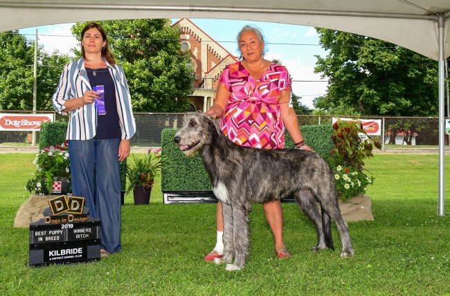 Kilbride &  District Kennel Club - Gypsy got Best Puppy in breed, winners bitch and Best Of Winners