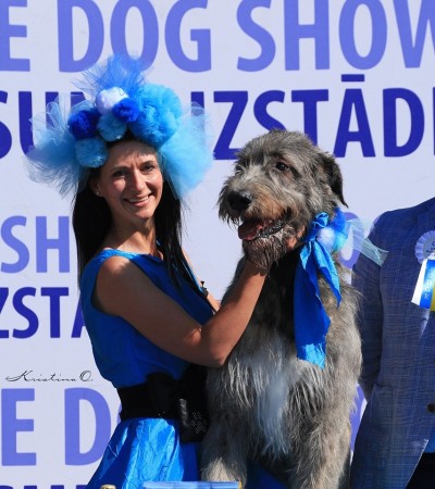 Latvia Dog Show   Sighthound Specialty   Dwarfs Valley  results