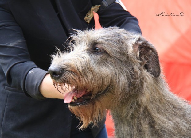 Latvia Dog Show   Sighthound Specialty   Dwarfs Valley  results