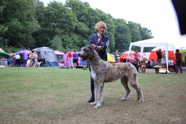 Latvian Sighthound Specialty show - Dwarfs'Valley Pascal Best junior of breed
