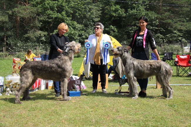 Lithuania  Dog Show  Dwarfs Valley   Paloma won 1st ex, CAC, BOB Dwarfs Valley  Percival  won 1st ex, CAC, BOS