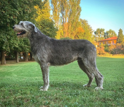 Living with Irish Wolfhounds - The way to find happiness every day!