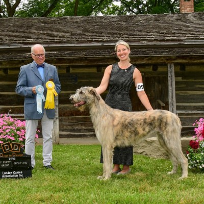 London Dog Show Canada  July, 12-14 Laislinn's Lucrezia  aka Lucy,  10 month old  got  Best Of Breed, Group 3rd and Best Puppy In Group!