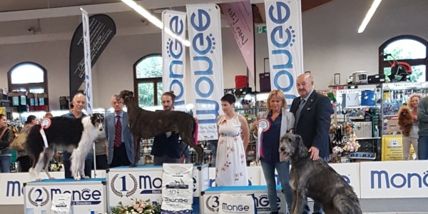 National Dog Show Treviso (TV) Sunday, 8 Bianca di DonnaFrancesca (second time in adult class) got Exc 1st BOB and BOG 3rd