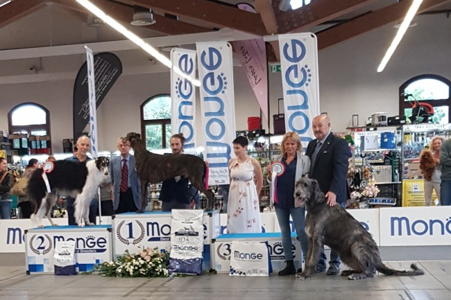 National Dog Show Treviso (TV) Sunday, 8 Bianca di DonnaFrancesca (second time in adult class) got Exc 1st BOB and BOG 3rd