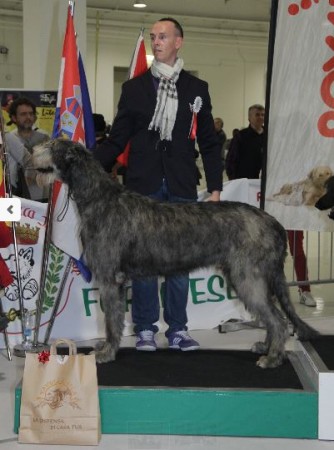 NDS Forlì -  Will Scarlet dei Mangialupi CAC BOB Res BEST OF GROUP