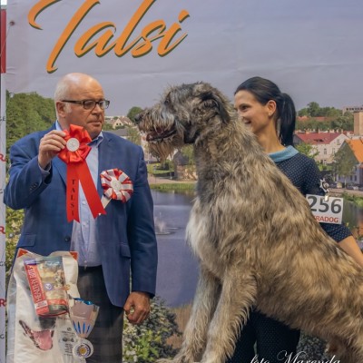 NDS Talsi Latvia Dwarfs Valley Pascal 19month (Will Scarlet Dei Mangialupi x Dwarfs Valley On The Wings Of Wind)  CAC  BOG  BIS 4 May,4