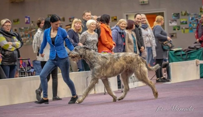 NDS Talsi Latvia Dwarfs Valley Pascal 19month (Will Scarlet Dei Mangialupi x Dwarfs Valley On The Wings Of Wind)  CAC  BOG  BIS 4 May, 5
