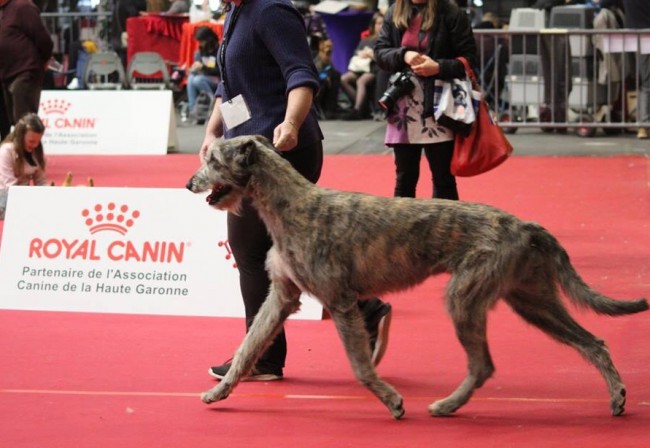 Nelliel du Second Souffle ( 15 months old) from intermediate class got 1st Exc CAC CACIB BOB at International Dog Show Toulouse (France)