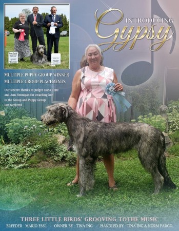 Oakville District Kennel Club Saturday Sept 7/2019 Three Little Birds' Grooving ToThe Music - Best of Winners and best puppy, then Best puppy in Group!