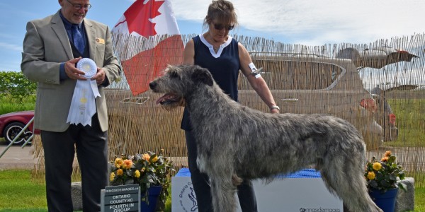 Ontario County Kennel Club  - June – Sunday 16 Castlekeep’s Steel Will won his first BOB and group four