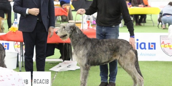 PERPIGNAN FRANCE    SPECIALTY  2020 IRISH WOLFHOUND