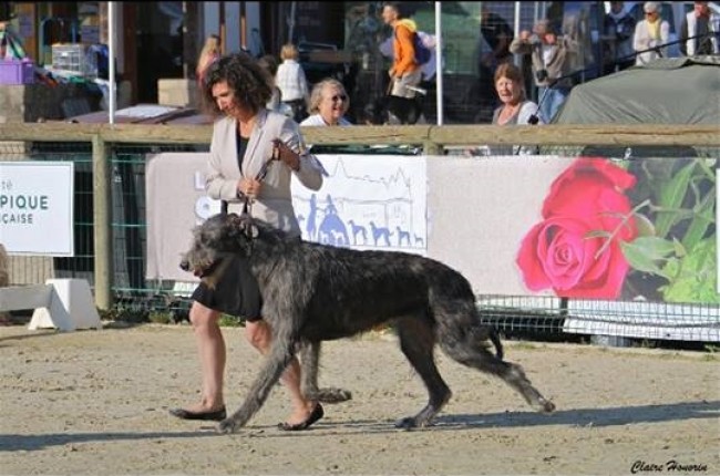 Pompadour France  Sighthound Specialty 2018 - Of Muma results