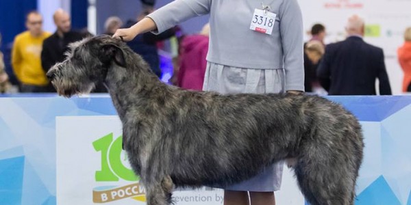 “President’s Cup of RKF” AND International Dog Show "Russia 2018" Dwars' Valley Perkons  got excellent results