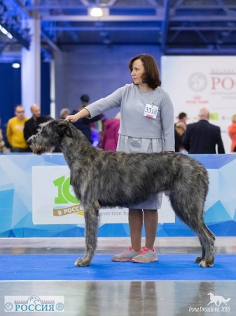 “President’s Cup of RKF” AND International Dog Show "Russia 2018" Dwars' Valley Perkons  got excellent results